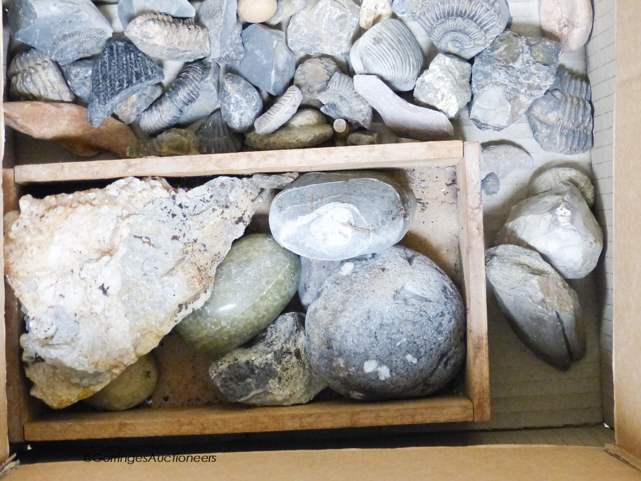 A quantity of fossils etc, in a display case